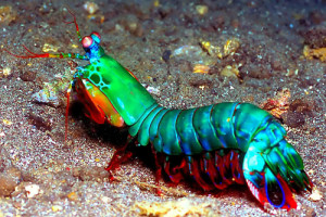 mantis_shrimp
